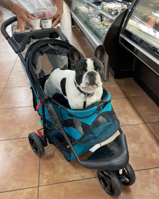 Illustration de l'article : 14 photos de chiens s'offrant une agréable balade en poussette