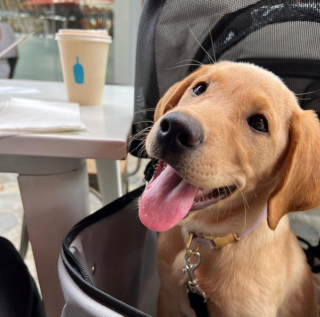 Illustration de l'article : 14 photos de chiens s'offrant une agréable balade en poussette