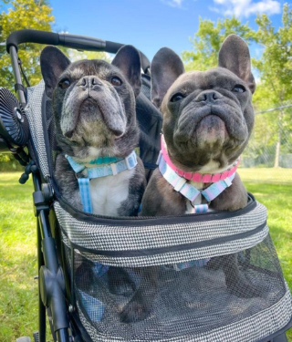 Illustration de l'article : 14 photos de chiens s'offrant une agréable balade en poussette