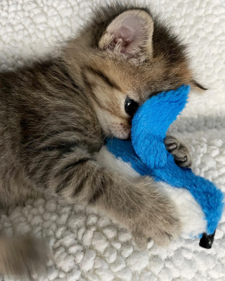 Illustration de l'article : Ce chaton se sent si seul qu’il tente de trouver du réconfort auprès de ses jouets en peluche