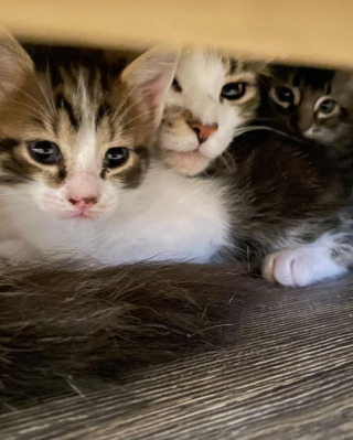 Illustration de l'article : Seul survivant de sa portée, un chaton devient le centre du monde aux yeux de sa maman (vidéo)