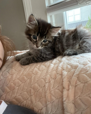 Illustration de l'article : Seul survivant de sa portée, un chaton devient le centre du monde aux yeux de sa maman (vidéo)