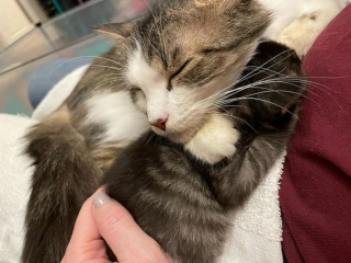 Illustration de l'article : Seul survivant de sa portée, un chaton devient le centre du monde aux yeux de sa maman (vidéo)