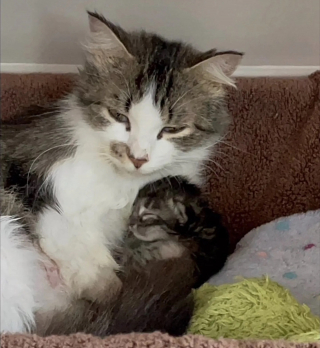 Illustration de l'article : Seul survivant de sa portée, un chaton devient le centre du monde aux yeux de sa maman (vidéo)