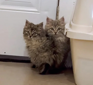 Illustration de l'article : Une chatte et ses chatons qu'elle essayait de protéger du froid rencontrent les âmes charitables qui changeront leur vie