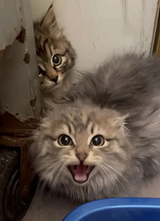 Illustration de l'article : Une chatte et ses chatons qu'elle essayait de protéger du froid rencontrent les âmes charitables qui changeront leur vie
