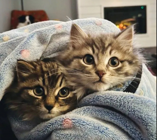 Illustration de l'article : Une chatte et ses chatons qu'elle essayait de protéger du froid rencontrent les âmes charitables qui changeront leur vie