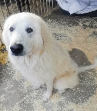 Illustration de l'article : Négligé pendant des mois par son ancien maître, ce chien peine à cacher sa tristesse sur son visage 