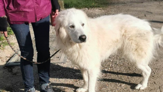 Illustration de l'article : Négligé pendant des mois par son ancien maître, ce chien peine à cacher sa tristesse sur son visage 