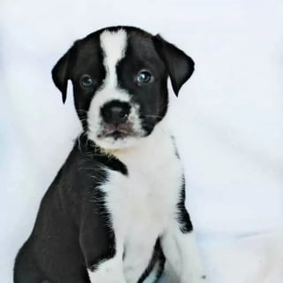 Illustration de l'article : Une chienne chagrinée par son retour au refuge compte sur son paresseux en peluche pour surmonter sa peine
