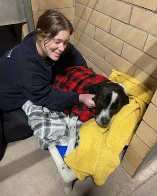 Illustration de l'article : Une chienne chagrinée par son retour au refuge compte sur son paresseux en peluche pour surmonter sa peine