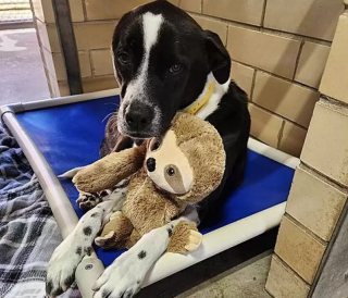 Illustration de l'article : Une chienne chagrinée par son retour au refuge compte sur son paresseux en peluche pour surmonter sa peine