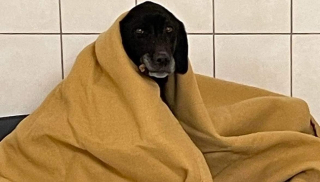 Illustration de l'article : Laissée à son triste sort, une chienne rachitique en divagation alerte les membres du voisinage
