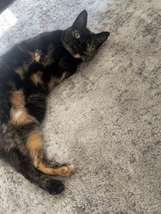 Illustration de l'article : Abandonnée parce qu’elle causait des allergies, une chatte âgée est contrainte de faire son retour au refuge (vidéo)