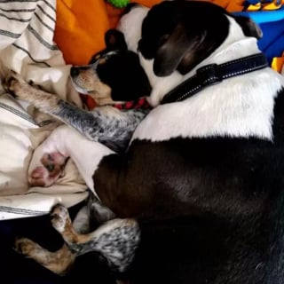Illustration de l'article : Un chien nerveux en présence de ses semblables se mue en papa poule pour les chiots en difficulté