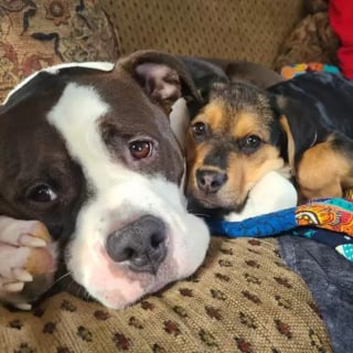 Illustration de l'article : Un chien nerveux en présence de ses semblables se mue en papa poule pour les chiots en difficulté