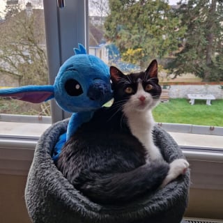 Illustration de l'article : Vidéo : Les attaques hilarantes d’une chatte qui n’apprécie pas tellement qu’on la filme !