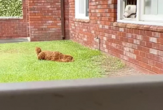 Illustration de l'article : Chaque jour, cette chienne prouve son amour envers son voisin canin en lui offrant un tendre baiser depuis sa fenêtre (vidéo)