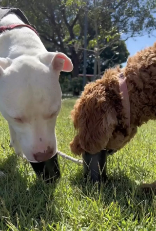 Illustration de l'article : Chaque jour, cette chienne prouve son amour envers son voisin canin en lui offrant un tendre baiser depuis sa fenêtre (vidéo)