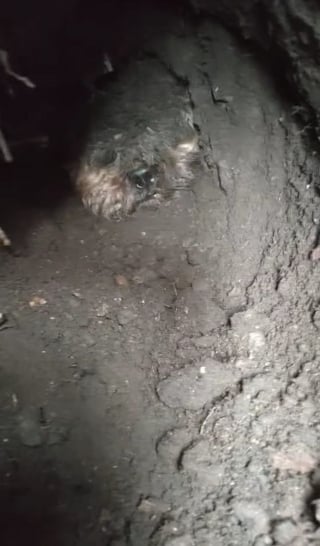 Illustration de l'article : Elle craint le pire pour son chien enseveli sous la terre, jusqu'à l'arrivée d'une bénévole et de son héros à 4 pattes