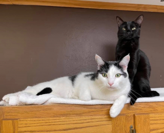 Illustration de l'article : L'histoire d'amour de 2 chats sauvés d'une maison surpeuplée devient un amusant feuilleton à l'eau de rose