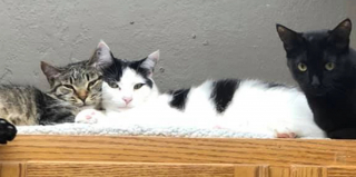 Illustration de l'article : L'histoire d'amour de 2 chats sauvés d'une maison surpeuplée devient un amusant feuilleton à l'eau de rose