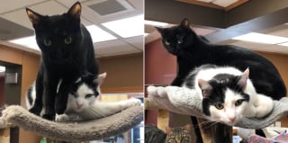 Illustration de l'article : L'histoire d'amour de 2 chats sauvés d'une maison surpeuplée devient un amusant feuilleton à l'eau de rose