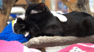Illustration de l'article : L'histoire d'amour de 2 chats sauvés d'une maison surpeuplée devient un amusant feuilleton à l'eau de rose