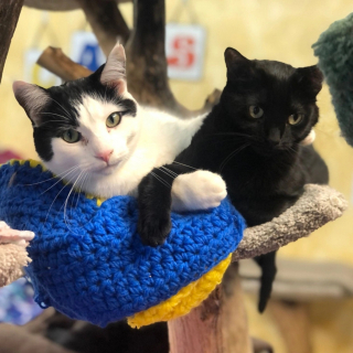 Illustration de l'article : L'histoire d'amour de 2 chats sauvés d'une maison surpeuplée devient un amusant feuilleton à l'eau de rose