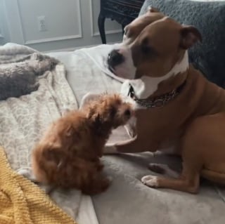 Illustration de l'article : La vidéo émouvante d'un chiot déterminé à se faire accepter par son aîné devient virale