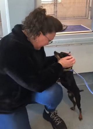 Illustration de l'article : Alors qu’elle avait perdu tout espoir, une femme est bouleversée lorsqu’elle reçoit des nouvelles de son chien, disparu 7 ans plus tôt