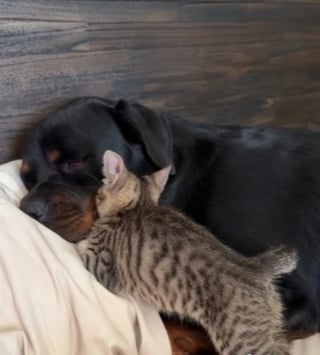 Illustration de l'article : Ce Rottweiler et "son" chaton ne se priveraient pour rien au monde de leurs grasses matinées blottis l'un contre l'autre