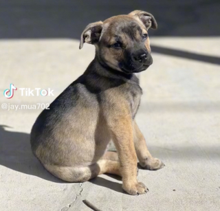 Illustration de l'article : Un individu abandonne son chiot sur le pas d’une porte en pleine nuit, avant de disparaître dans la nature (vidéo) 
