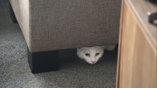 Illustration de l'article : Un examen de ses yeux débouche sur le retour d'un chat auprès de sa famille après 3 ans de séparation