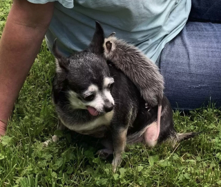 Illustration de l'article : Cette chienne âgée trouve un nouveau sens à sa vie lorsqu’on lui confie des opossums orphelins