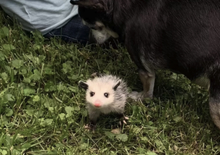 Illustration de l'article : Cette chienne âgée trouve un nouveau sens à sa vie lorsqu’on lui confie des opossums orphelins