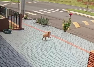 Illustration de l'article : Un chien attend le moment opportun pour s’introduire dans un magasin et dérober l'objet de sa convoitise (vidéo) 