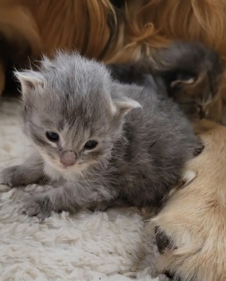 Illustration de l'article : Une chatte épuisée par la maternité laisse volontiers son ami chien l'aider à s'occuper de ses chatons (vidéo)