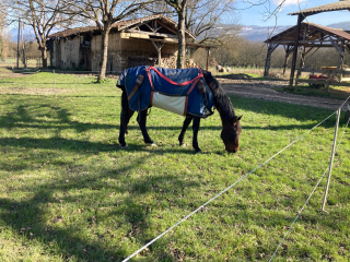 Illustration de l'article : « Il a une telle force de vivre » : un cheval laissé à l'abandon dans un état d'extrême maigreur renoue avec l'espoir (vidéo)