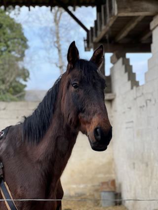 Illustration de l'article : « Il a une telle force de vivre » : un cheval laissé à l'abandon dans un état d'extrême maigreur renoue avec l'espoir (vidéo)