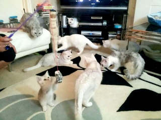 Illustration de l'article : À court d’argent, cette femme ne mange plus qu’un seul repas par semaine afin de subvenir aux besoins de ses chats 