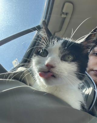 Illustration de l'article : Une jeune femme prend la meilleure décision de sa vie en adoptant un chat de refuge dont personne ne voulait (vidéo)