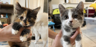 Illustration de l'article : 2 chatons atteints de graves infections oculaires se démènent pour survivre à l’aide de leurs bienfaiteurs