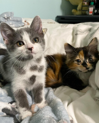 Illustration de l'article : 2 chatons atteints de graves infections oculaires se démènent pour survivre à l’aide de leurs bienfaiteurs
