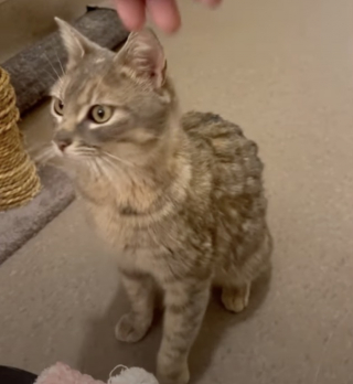 Illustration de l'article : Terrifié par les humains, un chaton errant et insaisissable donne du fil à retordre à ses bienfaiteurs (vidéo)