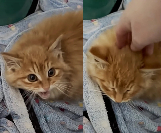 Illustration de l'article : Terrifié par les humains, un chaton errant et insaisissable donne du fil à retordre à ses bienfaiteurs (vidéo)