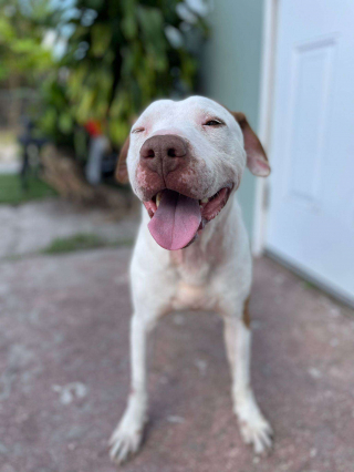 Illustration de l'article : Ce chien au regard triste affiche le plus beau des sourires lorsqu’il quitte le refuge et découvre sa famille d’accueil