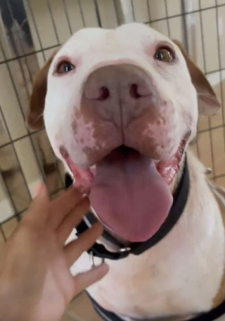 Illustration de l'article : Ce chien au regard triste affiche le plus beau des sourires lorsqu’il quitte le refuge et découvre sa famille d’accueil