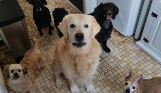 Illustration de l'article : Négligée par son ancien maître pendant 12 ans, une chienne sourde renoue avec le bonheur grâce à une femme aimante 