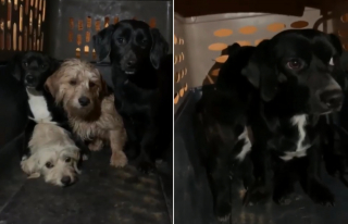 Illustration de l'article : Ils découvrent 6 chiots perdus au milieu de nulle part et s'emploient à leur trouver de l'aide (vidéo)